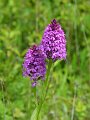 17-orchidees-vues-au-retour-orchis-pyramidal