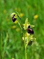 17a-ophrys-araignee